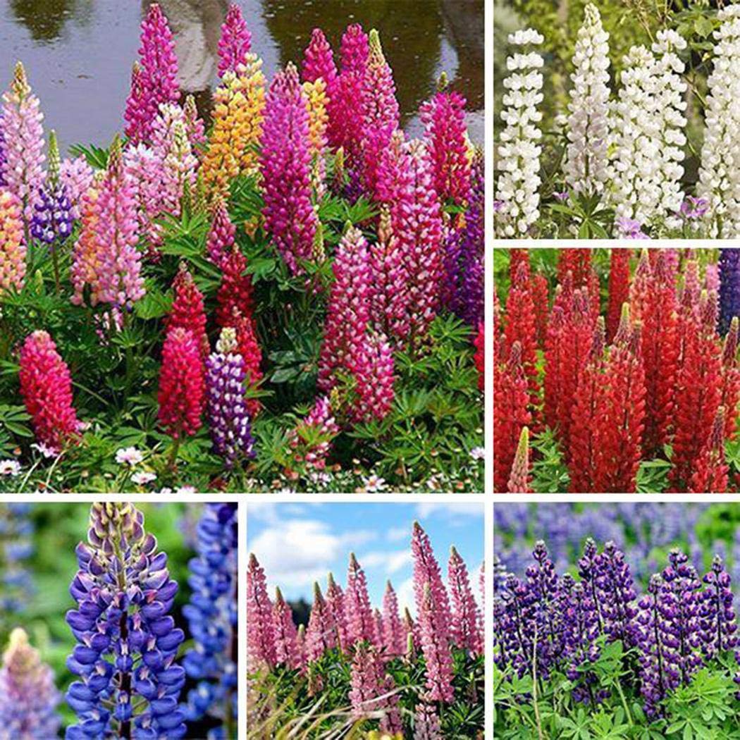 Keptei Samenhaus- 50 Korn Bio Lupinensamen Lupinus Zierblumen  Massenhausgartenanlage Bitterlupine Grndnger Dngelupinen Saatgut  winterhart : Amazon.de: Garten
