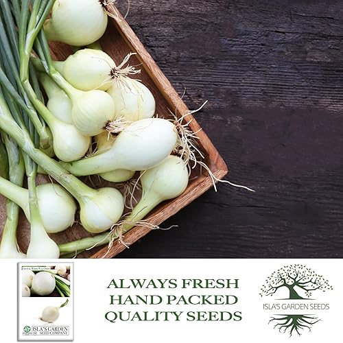 Miniatura 4 de Semillas de cebolla Crystal White Wax (Allium cepa) – Más de 500 semillas de reliquia sin OMG de Isla's Garden Seeds, cebollas pequeñas de estilo