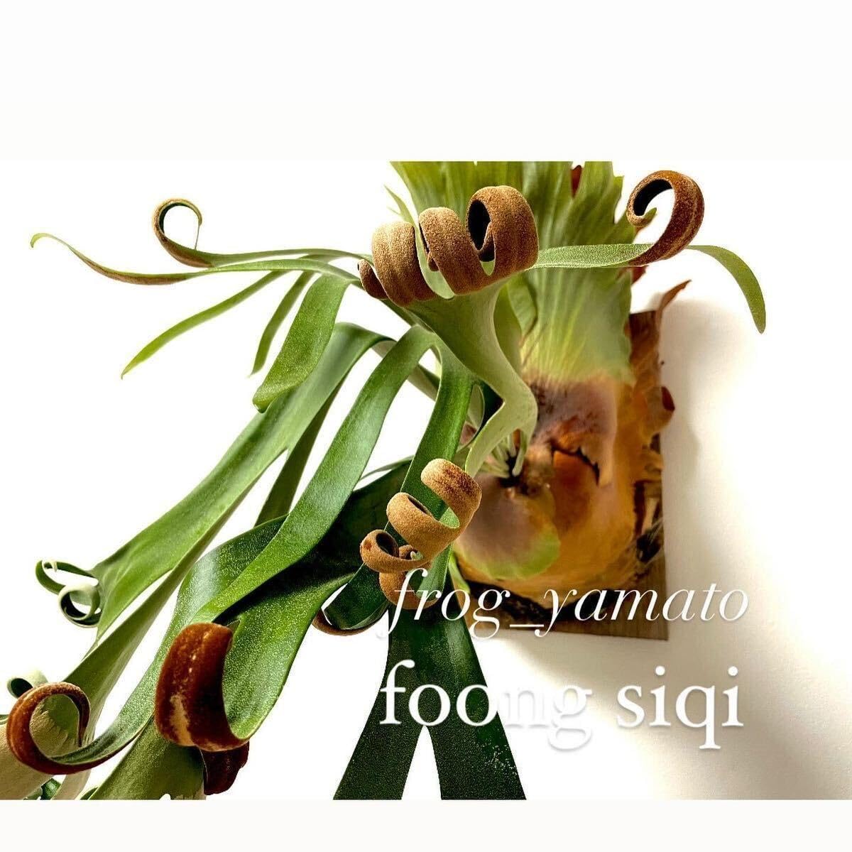 Amazon.co.jp: フーンシキ foong siqi オリジナル 子株 oc 株