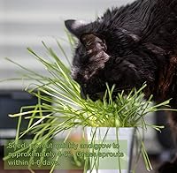 Vista 7 de Catnip/Catgrass Combio Paquete de semillas para plantar, más de 4400 hierbas y 0.56 oz de hierba de trigo