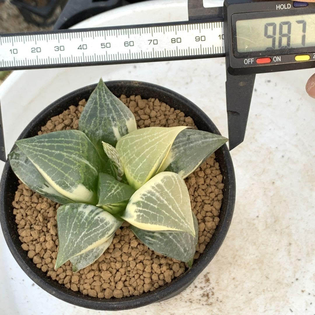 Amazon｜多肉植物 ハオルチア コンプト錦｜観葉植物 オンライン通販
