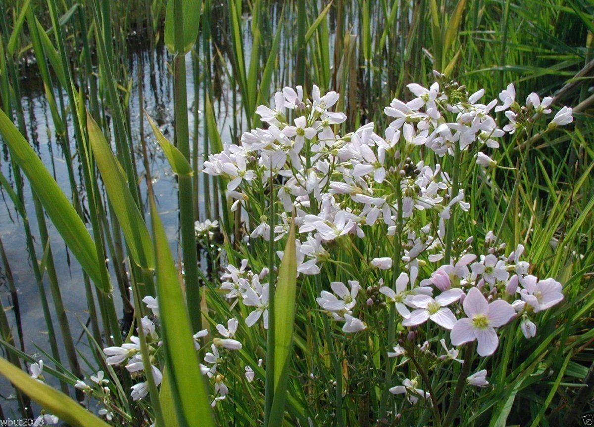 Amazon.com : Cuckoo Flower Seed (Cardamine pratensis)Lady's Smock