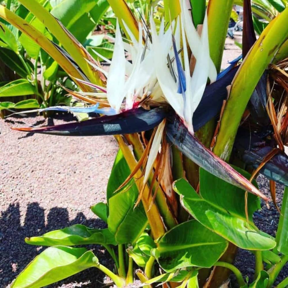 Bird of Paradise Live Plant, Strelitzia Reginae Plant Live Tropical Perennial Blooming, Houseplant Decor Indoor Outdoor (White)