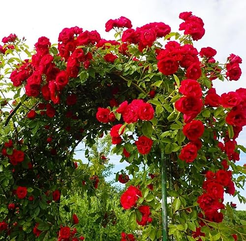 Miniatura 4 de 100 semillas de rosas de color mixto de rosas raras semillas de flores de jardín reliquia