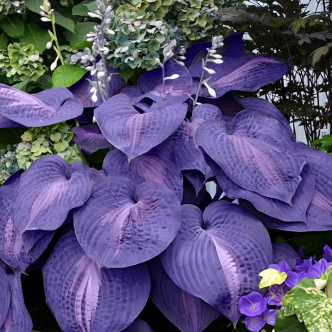 蓝白色斑叶宿根植物种子