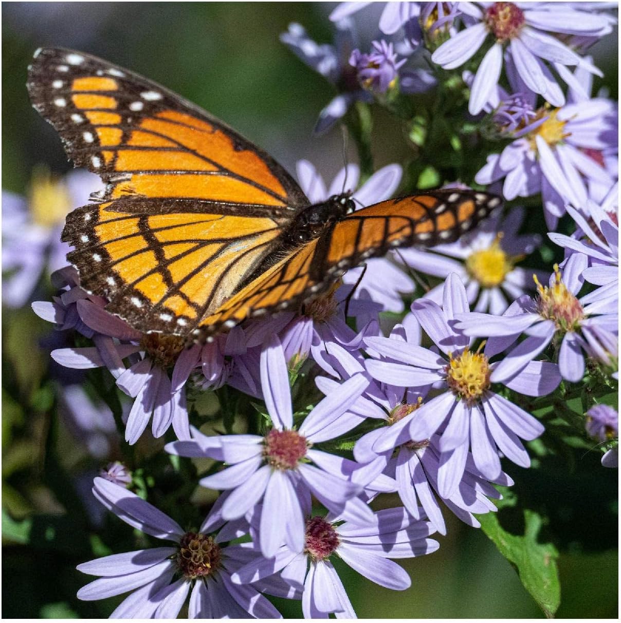 Everwilde Farms - 1/4 Lb Sky Blue Aster Native Wildflower Seeds - Gold Vault