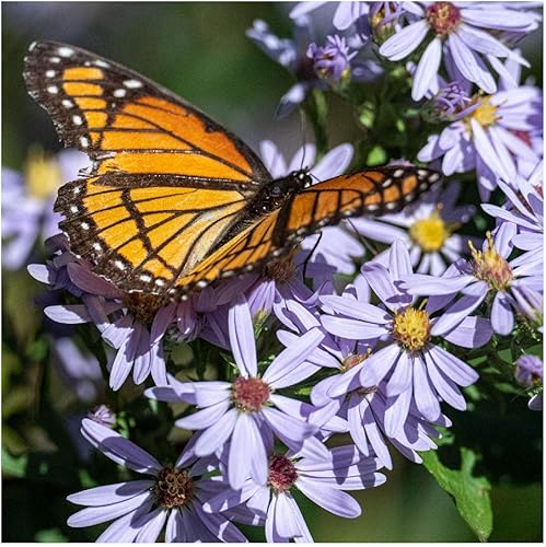 Miniatura 5 de Everwilde Farms - 500 semillas de flores silvestres nativas de Aster azul cielo - Paquete de semillas jumbo Gold Vault
