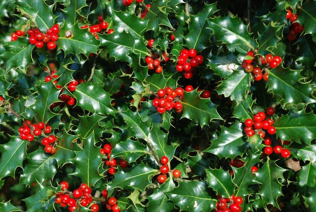 1 Holly Hedging Plants Native Evergreen Ilex Aquilfolium Fast Growing Shrubs 40-50cm Potted Sunnyside Nurseries