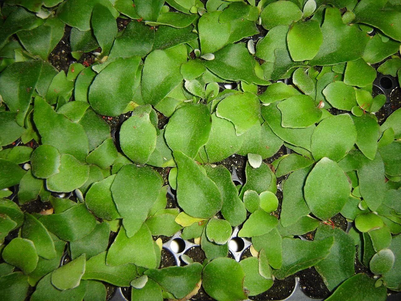 3 Baby Staghorn Fern Plants by The Orchid Gallery