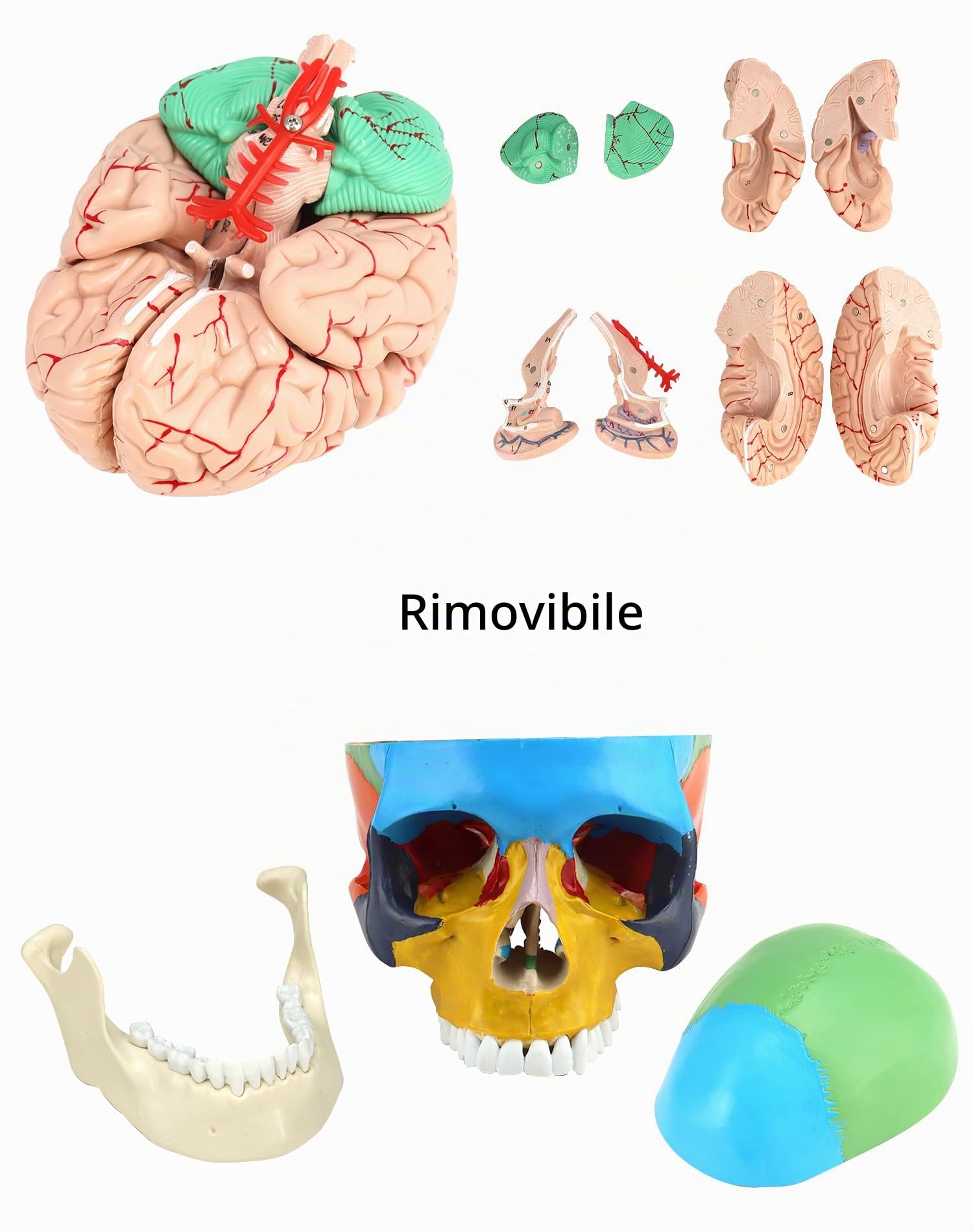 QWORK® 1:1 grandezza naturale Modello cranio anatomico in 3 parti e Modello cervello in 8 parti con numeri
