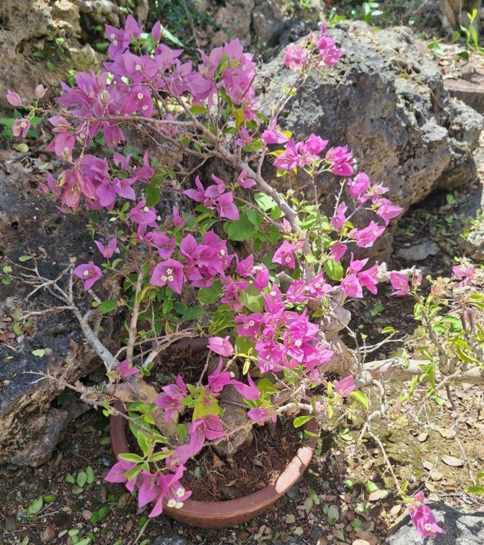 ブーゲンビリア 大苗 花 ブーゲンビリア 大苗