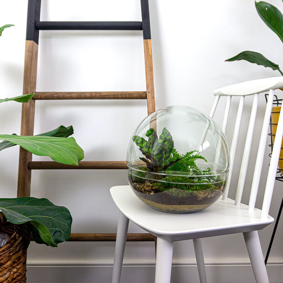 Terrarium do roślin • Drop XL Ficus żeń-szenia bonsai • plan ekosystemu • ↑ 37 cm – kompletny zestaw terrarium – terrarium roślin – miejski | terrarium + grabienie + łopatka + pęseta + nożyczki