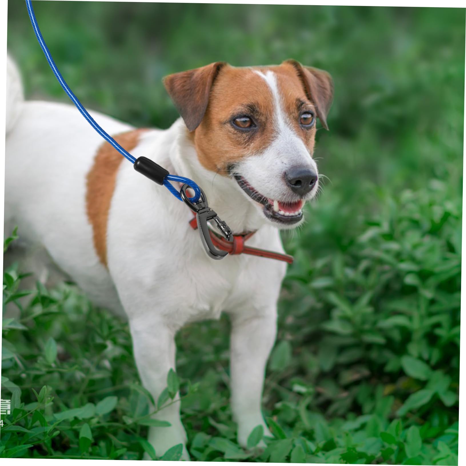Guinzaglio Addestramento Cane Corda in Filo D'acciaio Blu | Doppio Aggancio in Lega di Zinco, Rivestimento Pvc, Leggero e Delicato sulla Pelle