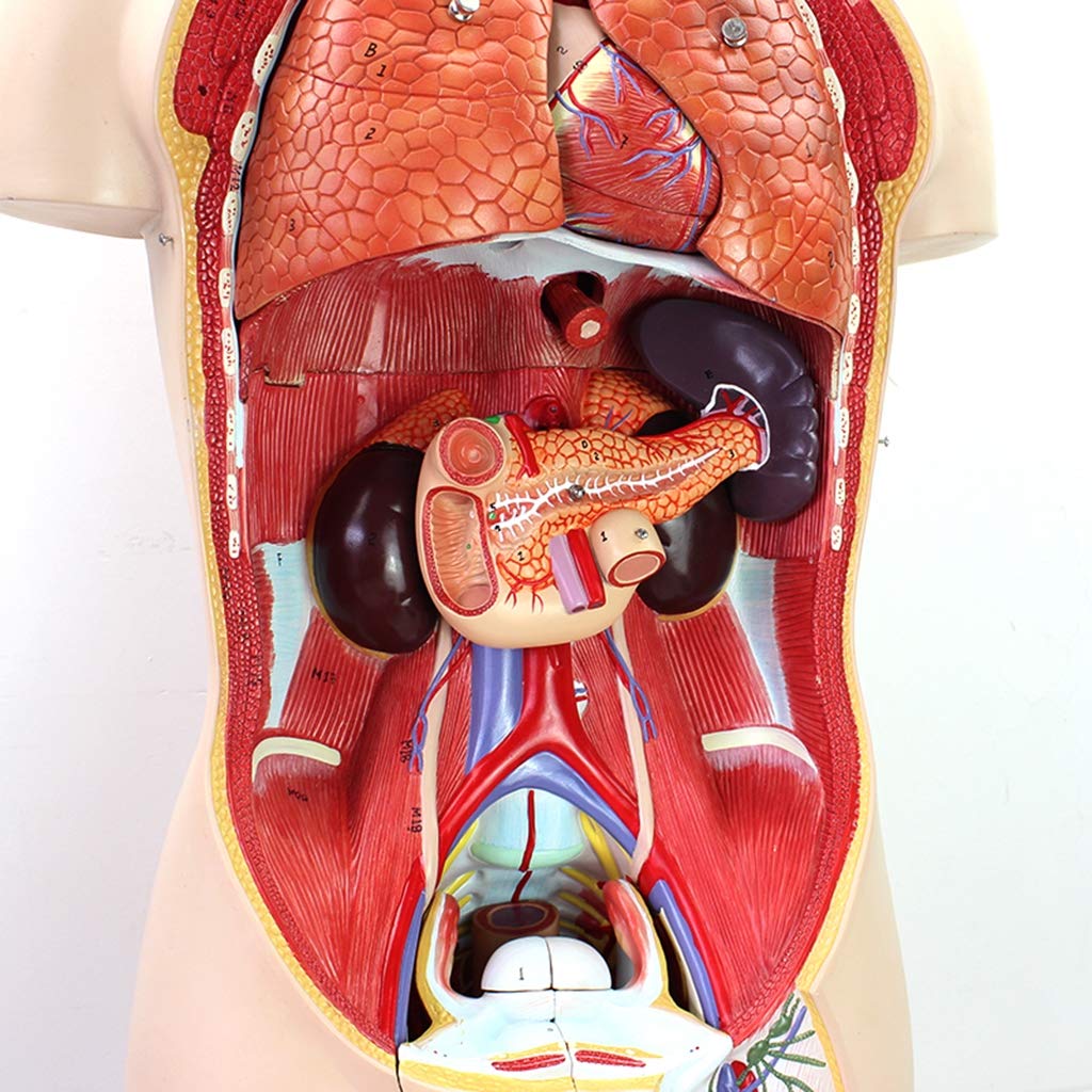 Modelo Anatómico del Torso Humano - Modelo Anatómico del Torso De 85 Cm - Modelo De Torso Humano Unisex - Modelo Médico De Anatomía del Sistema Visceral Desmontable De 29