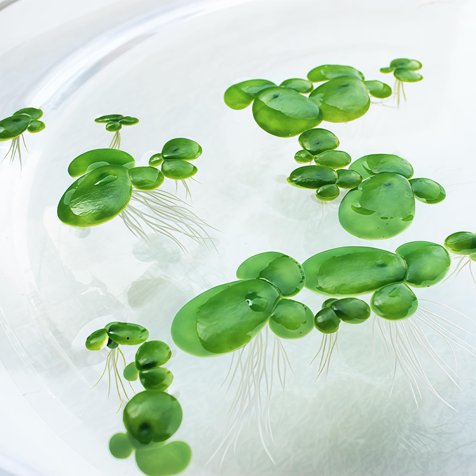 Lot de 2 paquets de 36 lentilles d'eau au total - Mini étang - Plantes flottantes - Décoration d'aquarium - Mini étang