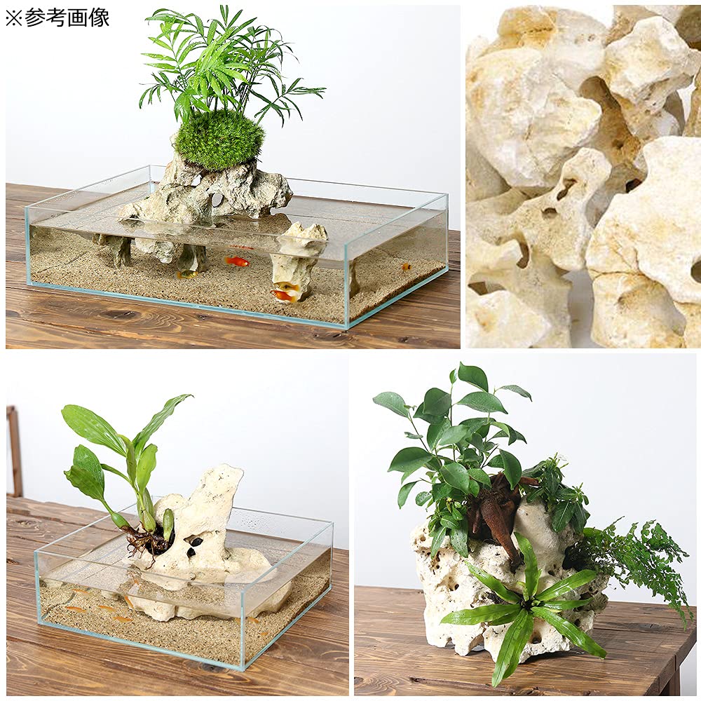 Amazon | 化石サンゴ Mサイズ（約20～25cm） 1個 アクアリウム 