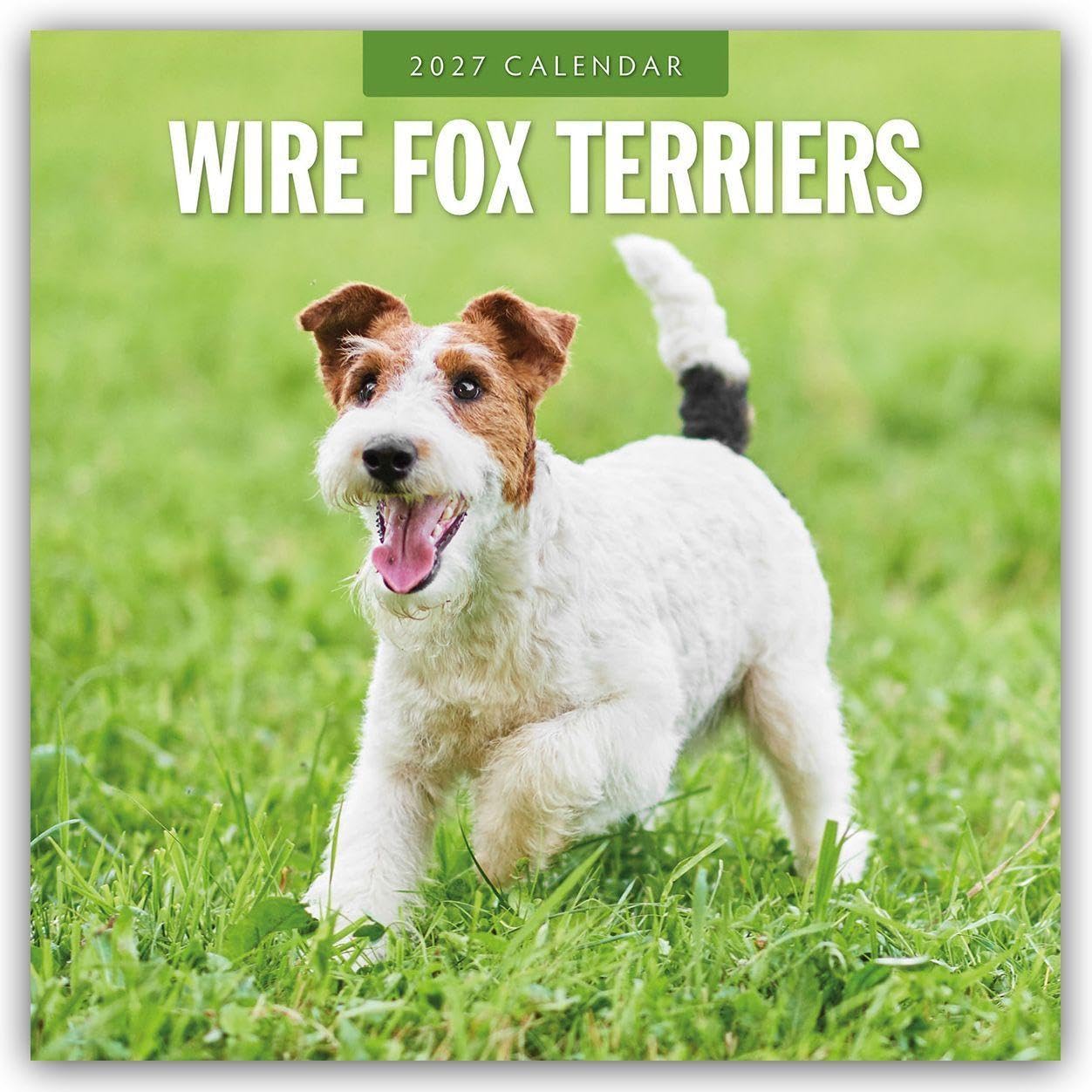 Wire Fox Terriers 2027 Square Wall Calendar: Original Red Robin Publishing Ltd-Kalender [Mehrsprachig] [Kalender]