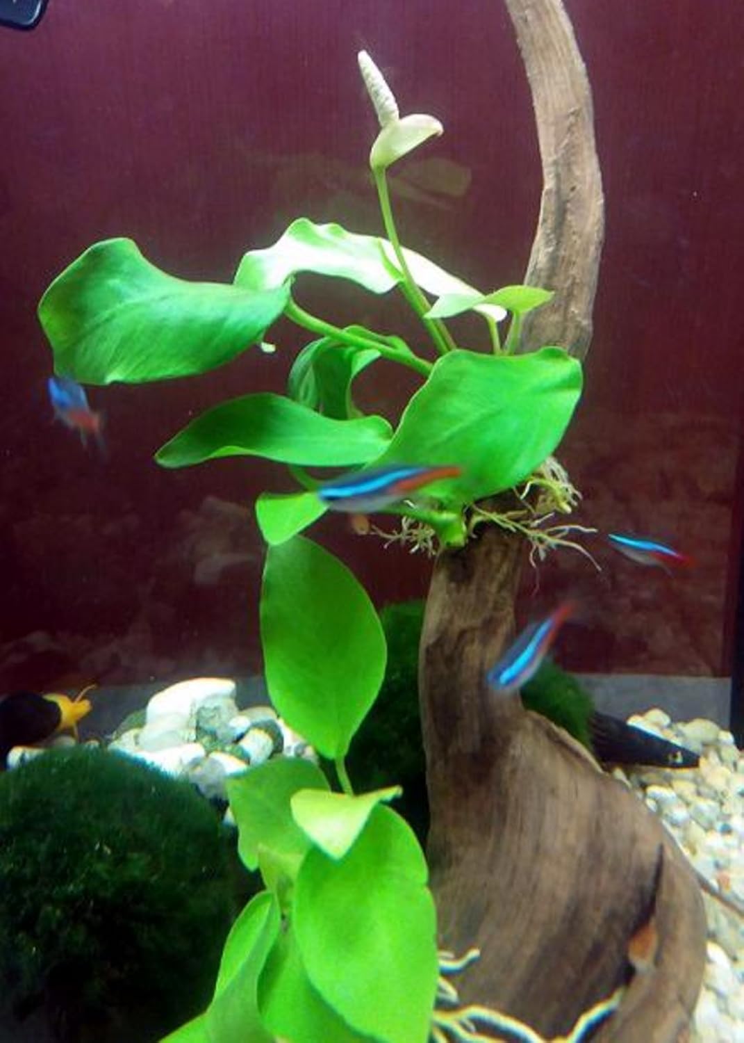 Greenpro (Anubias Barteri) Live Aquarium Plants in Tissue Cup Anubias, Cryptocoryne, Bucephalandra, Piptospatha Ridleyi and More 100% Pest Snail and Algae Free