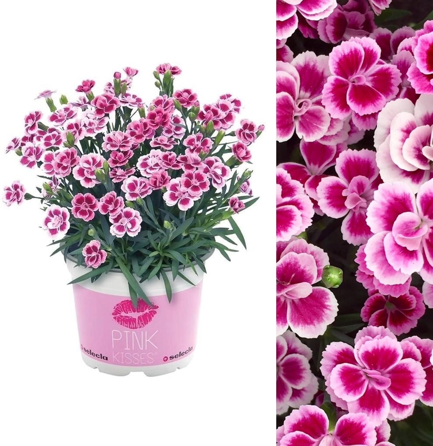Dianthus Pink Kisses 12cm Pot Perennial Carnation Plant for Your