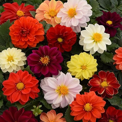 Outsidepride Dahlia Figaro - Mezcla de semillas de flores cortadas para jardín, ideal para ramos y arreglos florales secos, 100 semillas
