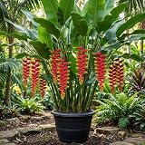 4 Heliconia Rostrata Rhizomes, Hanging Lobster Claw Roots Fresh Lobsterclaw Bare Roots, Live Tropical Flower Rhizome