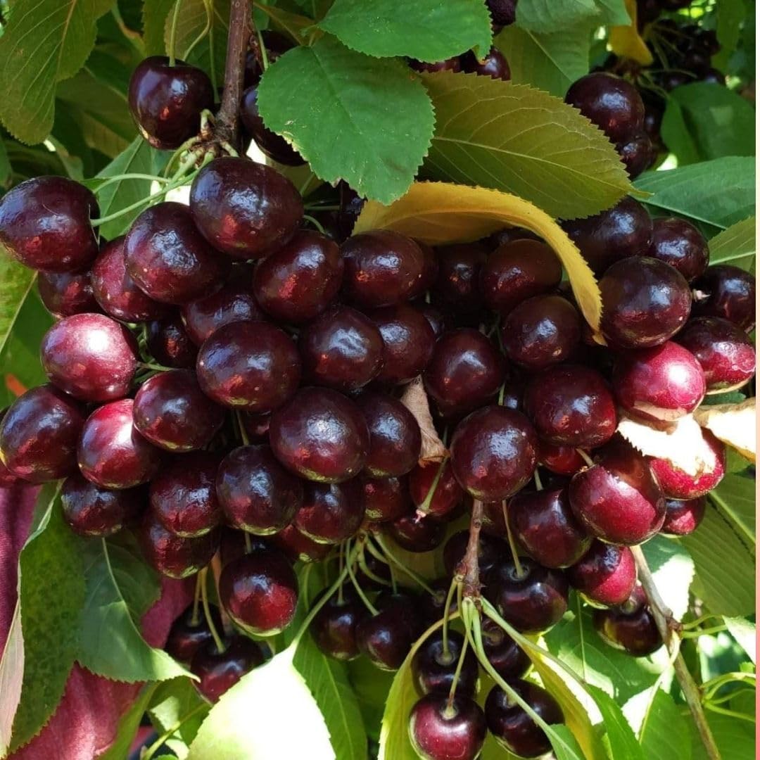 Deep Red Cherry Trees Live Plants 3-4 Feet Tall, Sweet Cherry Fruit Plants Live 3 Gallon Pot, Hardy Fruit Trees for Planting, No Ship to CA