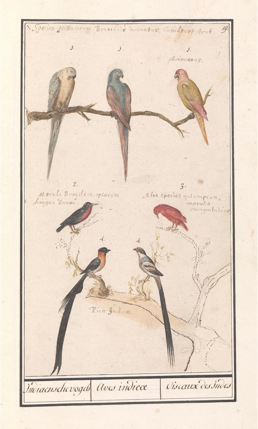 ArtDirect Blad with seven tropical birds Indian birds Aves indicatic Oiseaux, the Inds (1596-1610) Art Print Giclee Poster by Anselmus Boëtius de Boodt - Ready for Framing with Customization Sizes 6x10, 8x14, 12x20, 22x36, 29x48 and 36x60 inches