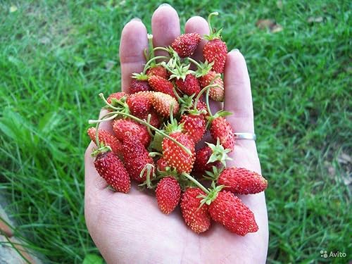 Miniatura 5 de Semillas Alpine Strawberry Aleksandria Red Everbearing Bayas de interior Frutas para plantar sin OMG