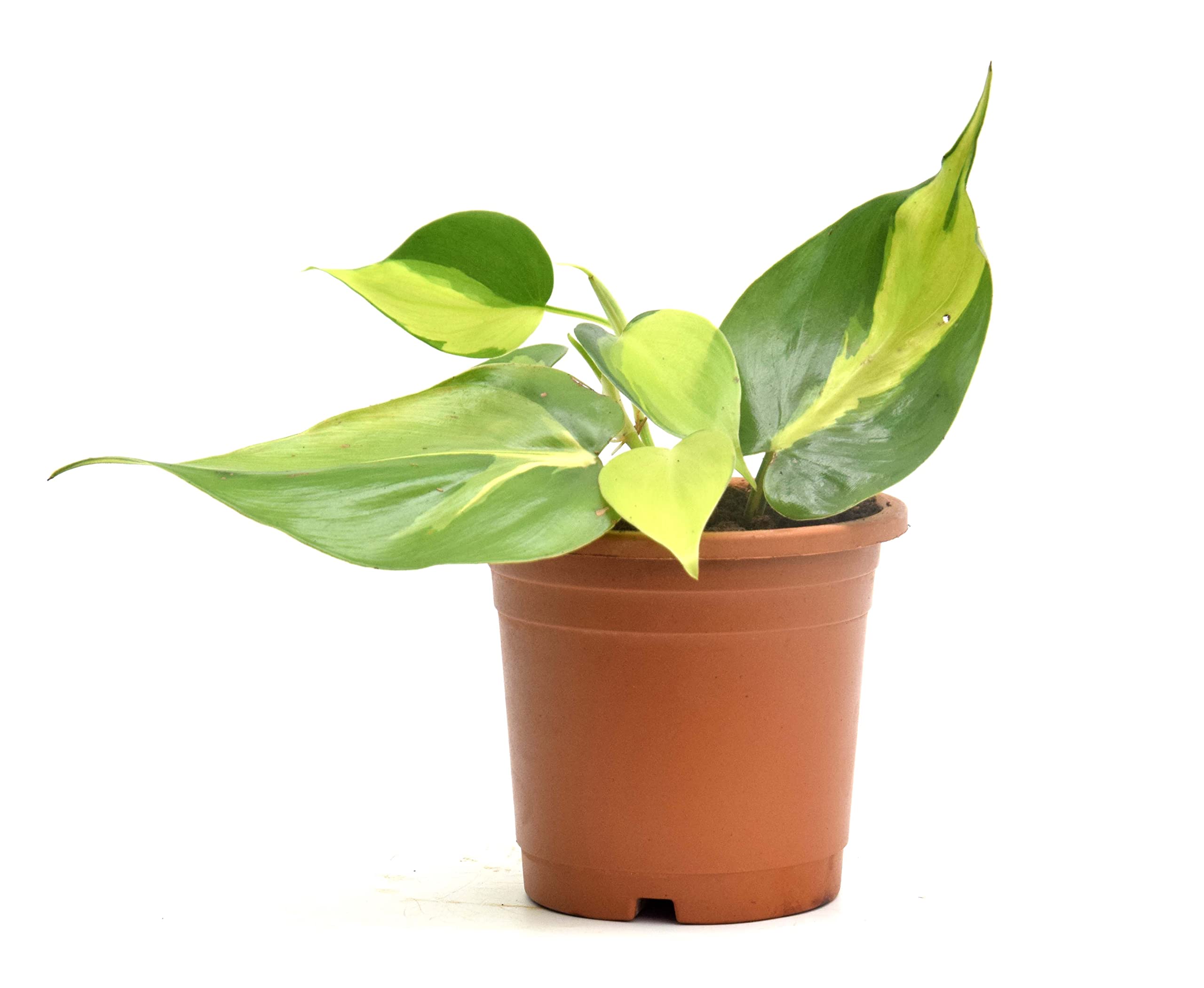 Philodendron Hederaceum, Heart Leaf Sweetheart Plant. Air Purifier plant, by Veryhom (B0B97L3MLD) Amazon Price History, Amazon Price Tracker