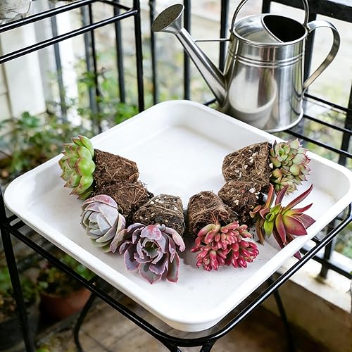 Miniatura 2 de Paquete de 6 plantas suculentas con raíz y tierra, fáciles de cultivar (variedades surtidas sin macetas)