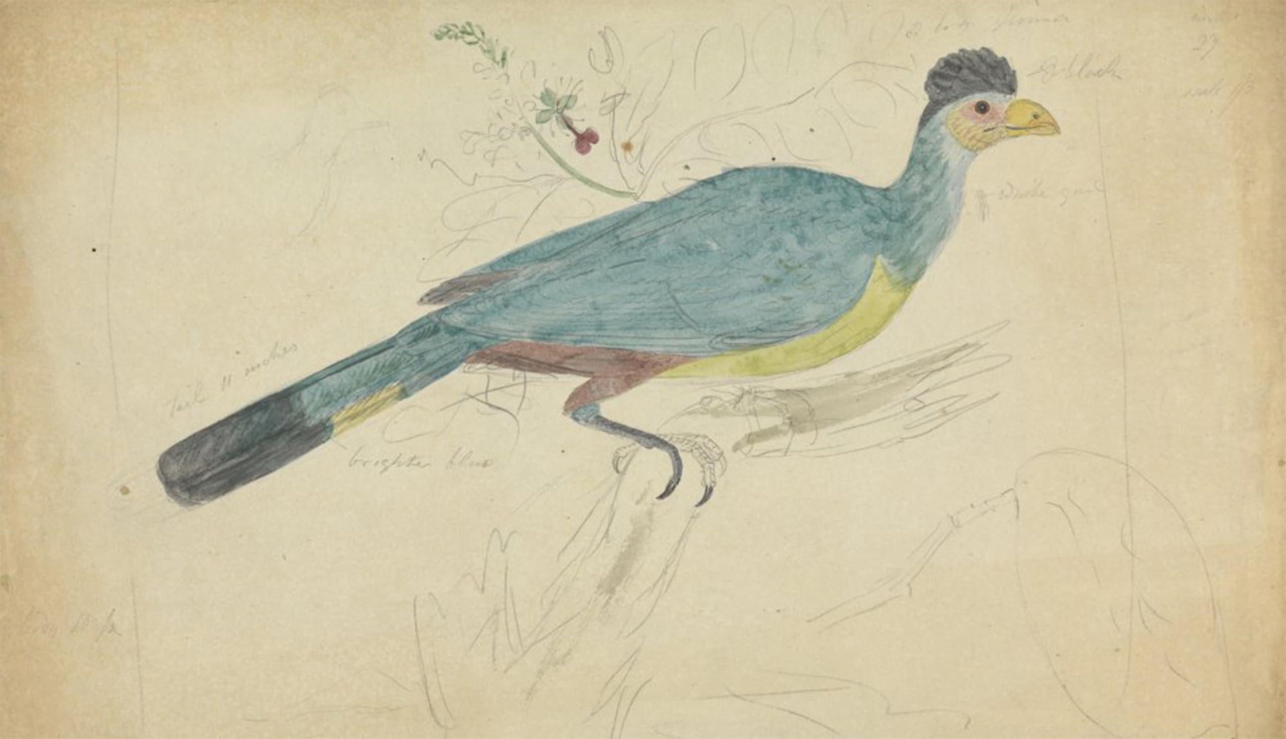 POSTERIIk Vintage Art Print Images Pictures Print Greatturaco by Famous Artist Modern Colour Posters for Office Home Decor 60x90cm