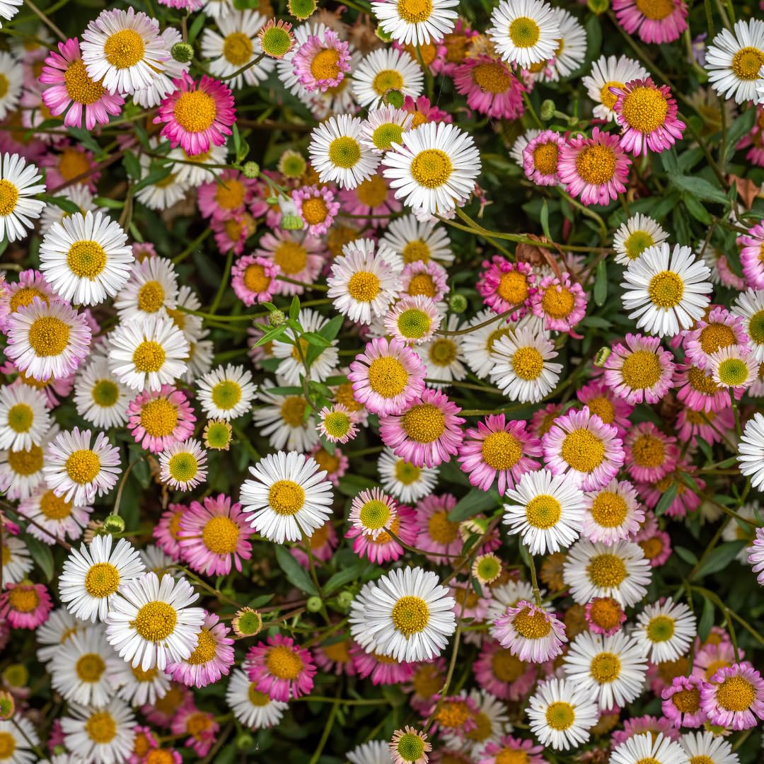 Erigeron Karvinskianus, Margaritas Exterior Rosas, Pack de 24, 10-25 cm