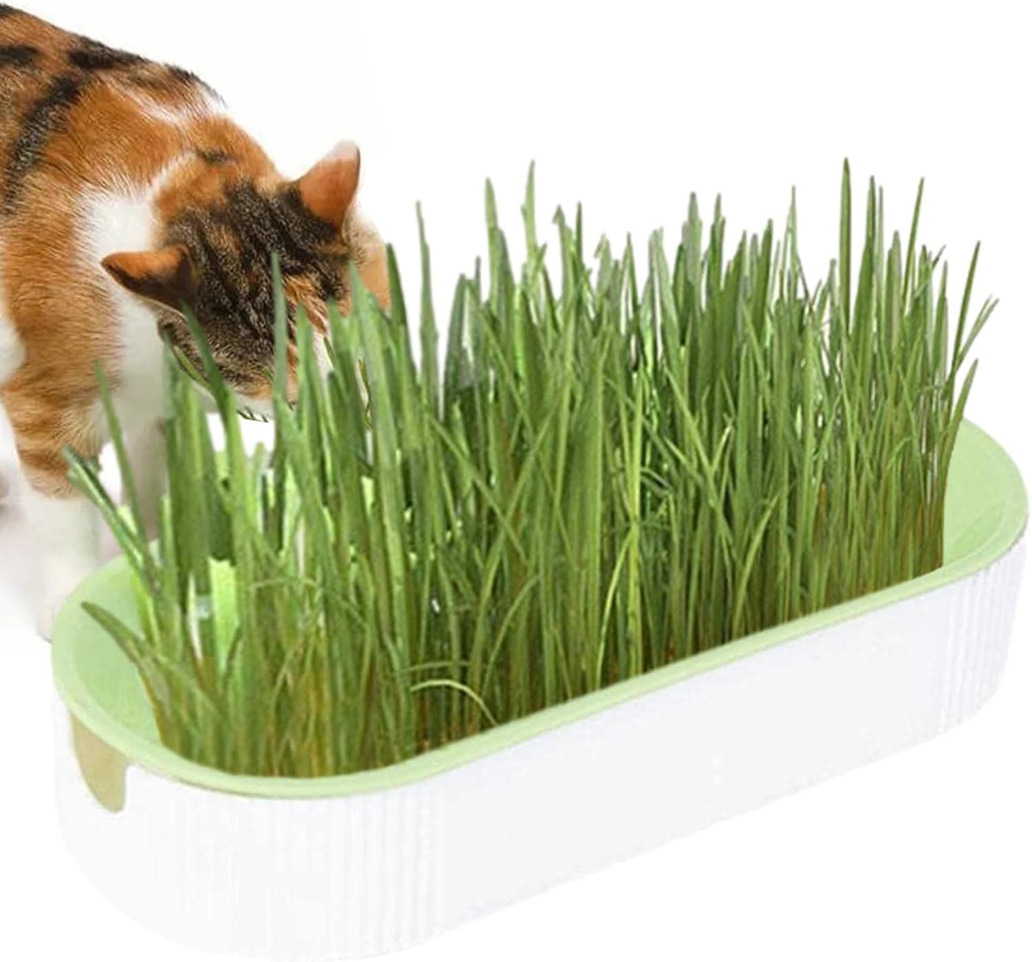 Cat Grass Growing Kit Chewing Set Cat Grass Kitten Grass