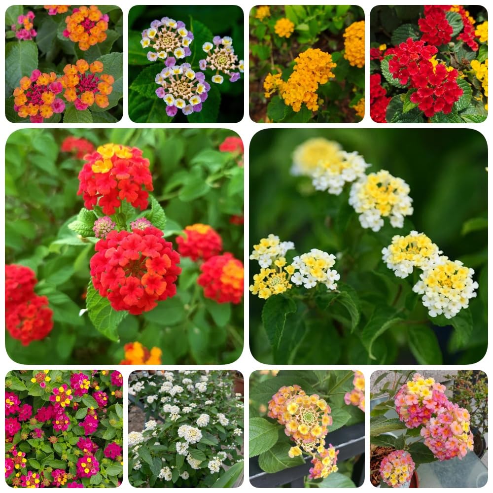 Semillas de lantana - semillas de silvestres resistentes para el jardín de balcón resistentes 550pcs