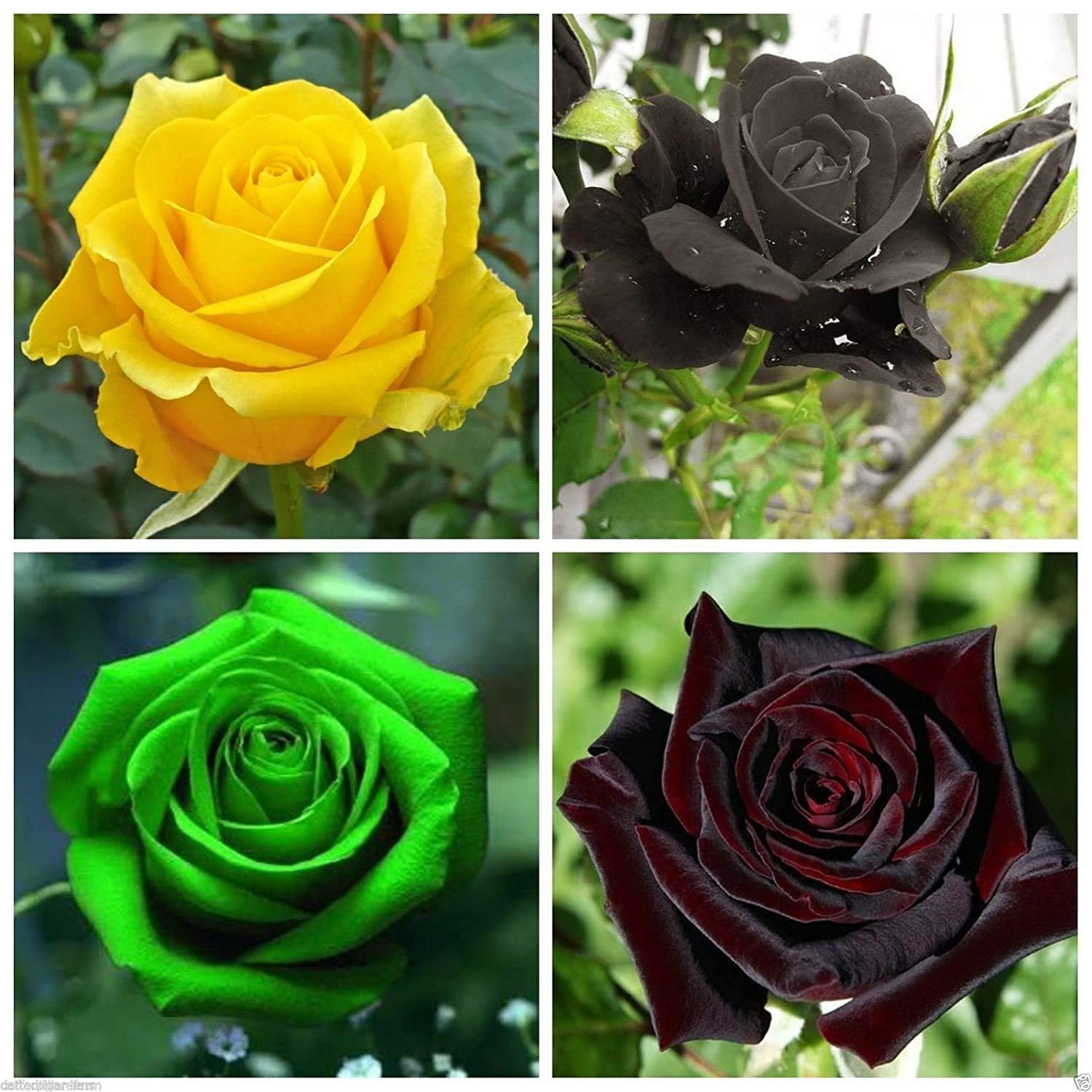 Rare Exotic Rose Flower Seeds (Red, Black, Yellow, Green) (B0B8DZ4Q87) Amazon Price History, Amazon Price Tracker