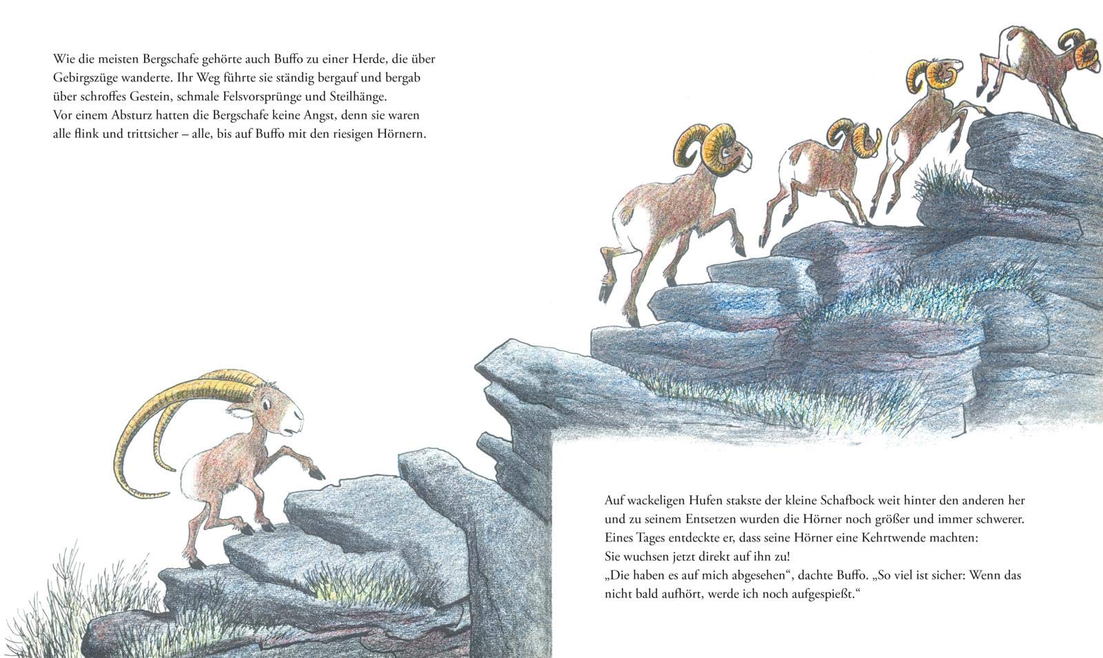 Buffo, das kleine Bergschaf