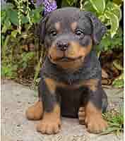 GRIFFONS Playground Kj 降谷建志 Rottweiler GRIFFONS Playground Kj 降谷建志 Rottweiler Versatility