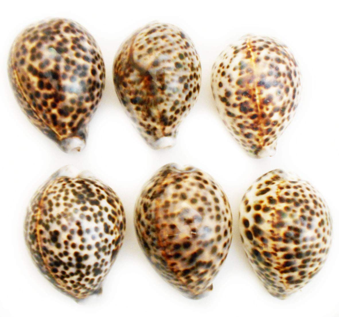 Set of 6 Large Tiger Cowrie (Cypraea Tigris) Shells 3"+ (76-88 mm) Beach Arts & Crafts