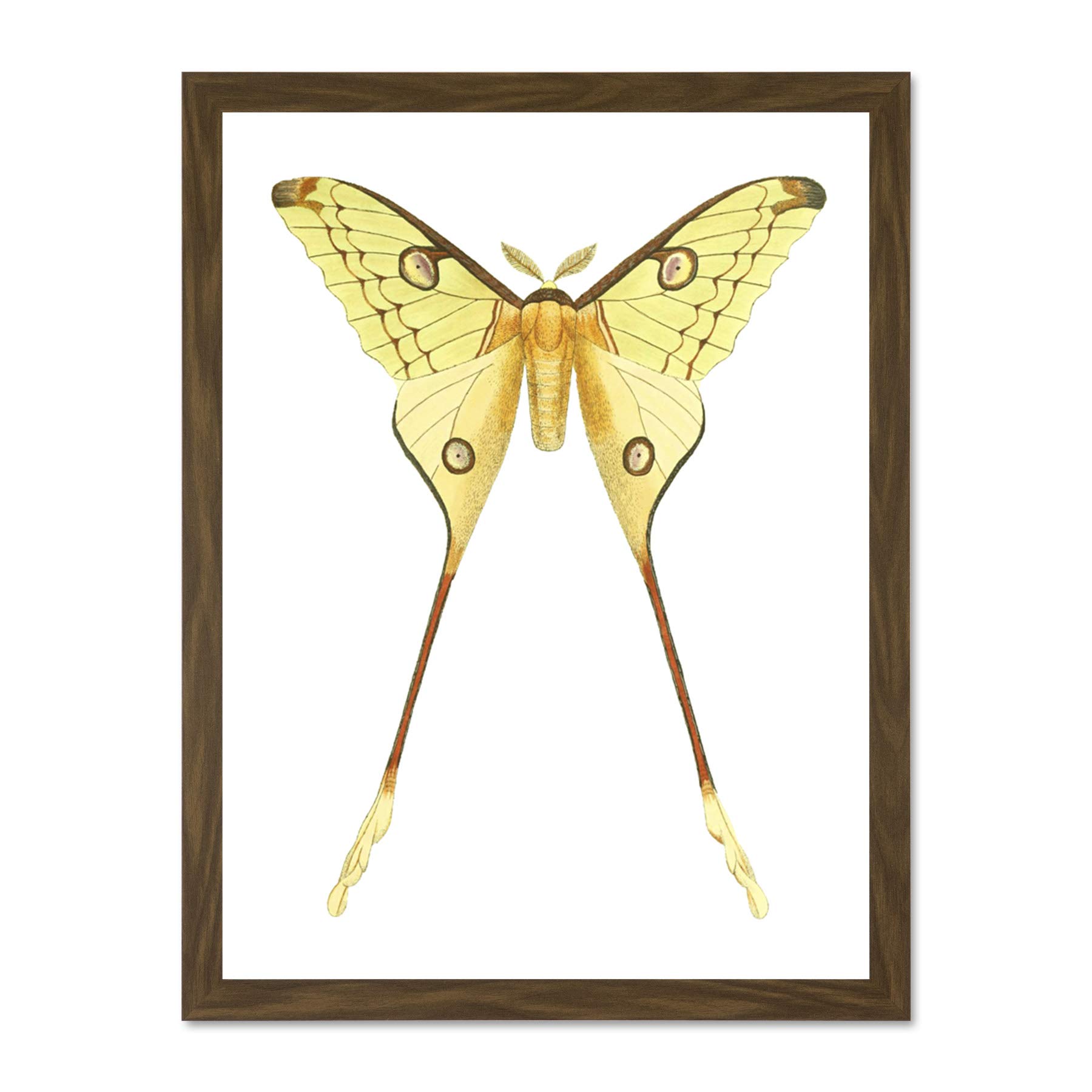 Wee Blue Coo Moth Yellow Illustration Large Framed Art Print Wall Poster 18x24 inch