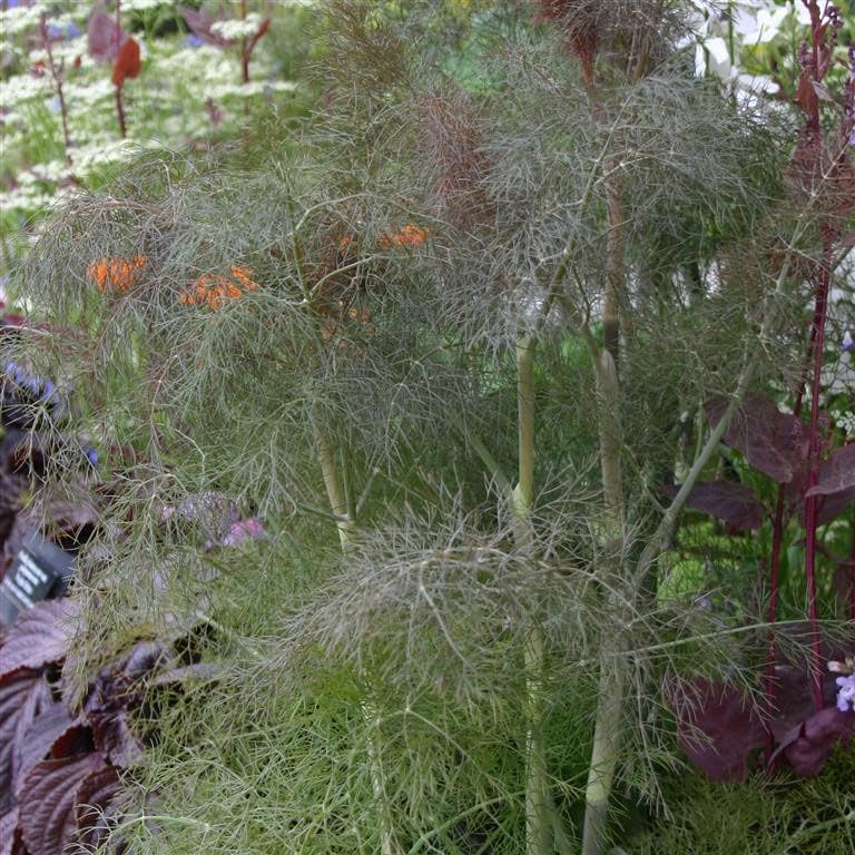 Fennel Bronze (Foeniculum vulgare 'Bronze') Herb Garden Plant Hardy Perennial Flowering Garden Plants Easy to Grow Your Own by Park Farm Plants (1 x 9cm Pot)