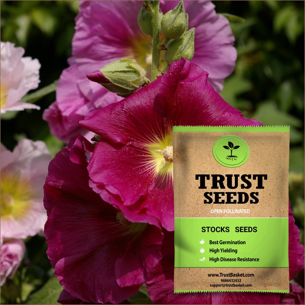 TrustBasket Premium Flower Stocks Seeds (Open pollinated) | Sow and Grow Fresh Healthy Seed in Your Garden Perfect for Home & Terrace Gardening High Germination Seeds (B07DCTYBYR) Amazon Price History, Amazon Price Tracker