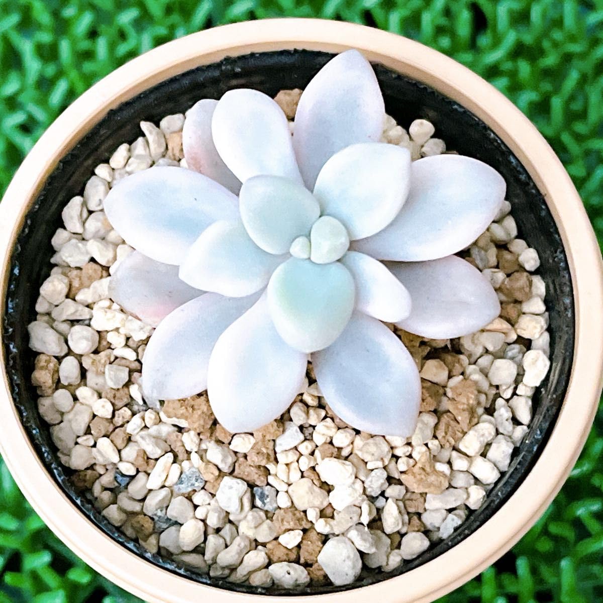 Amazon｜『だるま秀麗錦』3番 斑入り グラプトペタルム 多肉植物｜観葉