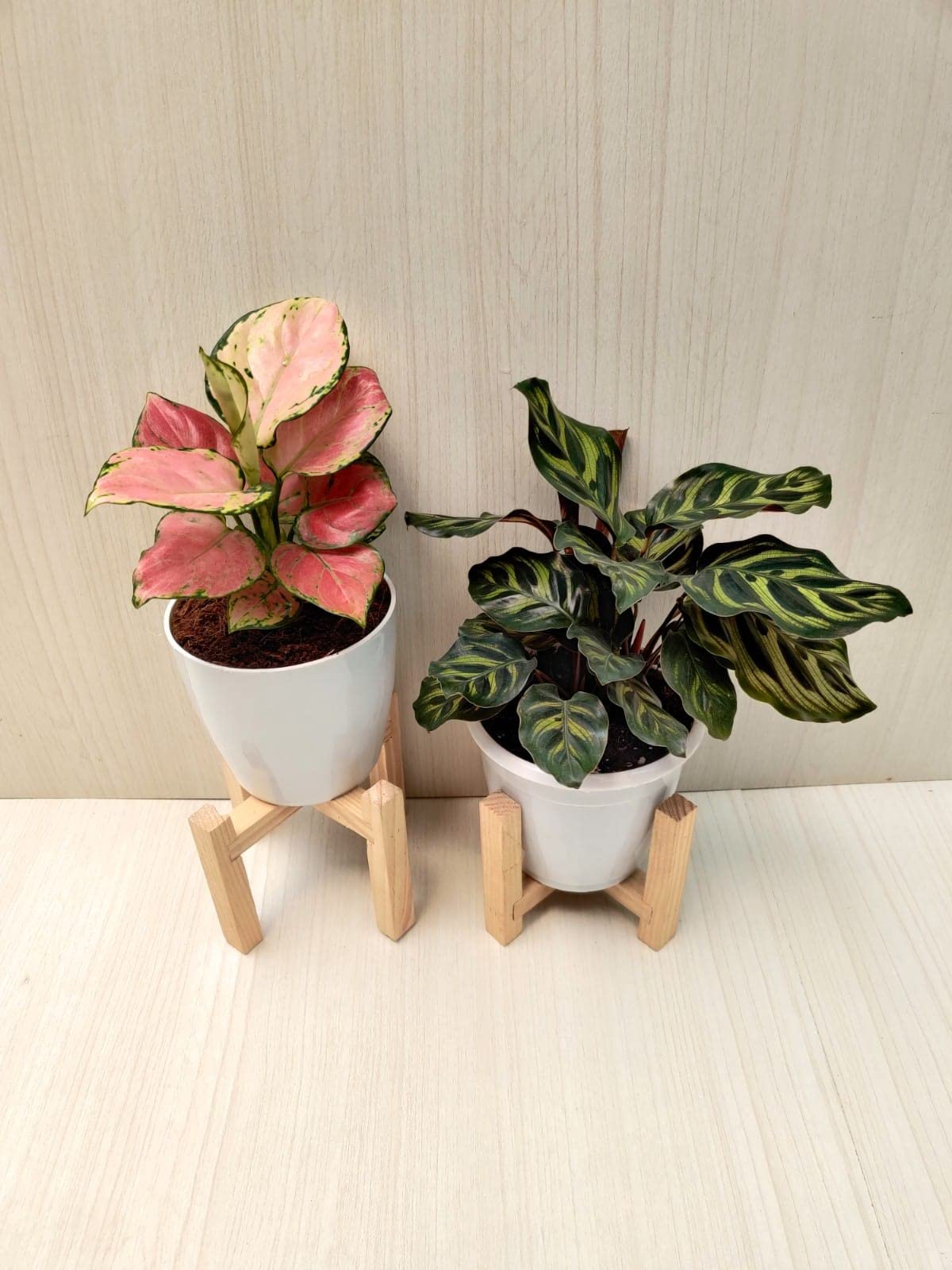 CAPPL Live Indoor Plant Combo - Pink Aglaonema and Calathea - Set of 2 with  Pot : Amazon.in: Garden & Outdoors