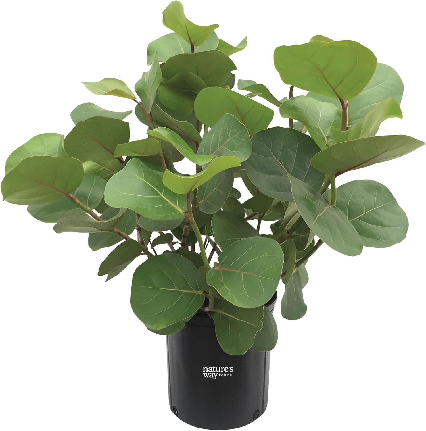 Nature’s Way Farms Seagrape Outdoor Live Plant (25-30in Tall) in Grower Pot
