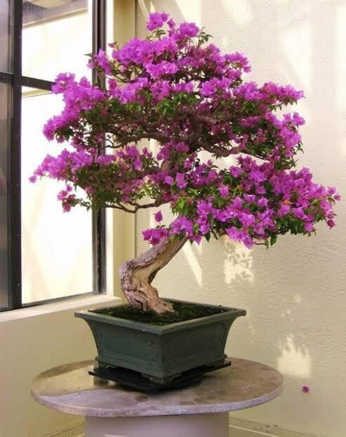 Light purple Bougainvillea live plant is a beautiful flowering ornamental plant known for its vibrant blue-purple bracts//indoor & outdoor plant pack of 1.-image-36