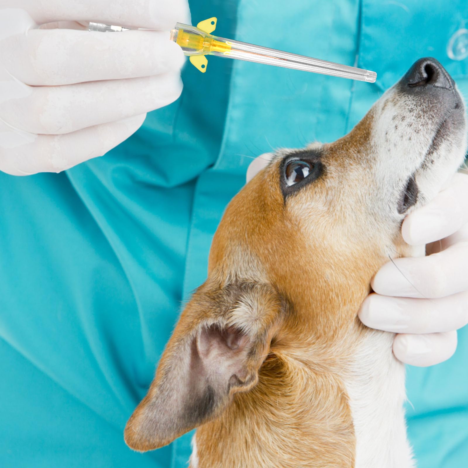 50PCS Aiguille à demeure vétérinaire, Cathéter IV vétérinaire, Cathéters intraveineux vétérinaires jetables, Instruments vétérinaires pour tous types d'animaux. (24G)