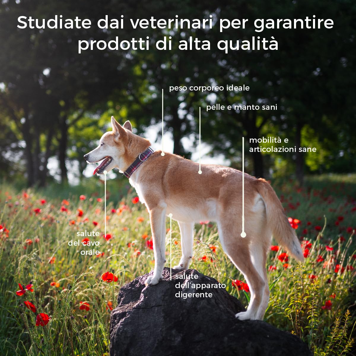 Crocchette Cani Monoproteiche Maiale e Curcuma | 15Kg Croccantini Cani Adulti taglia Medio Grande| Mangime Secco per Cane Naturale Prodotto in Italia | Hygge Dog