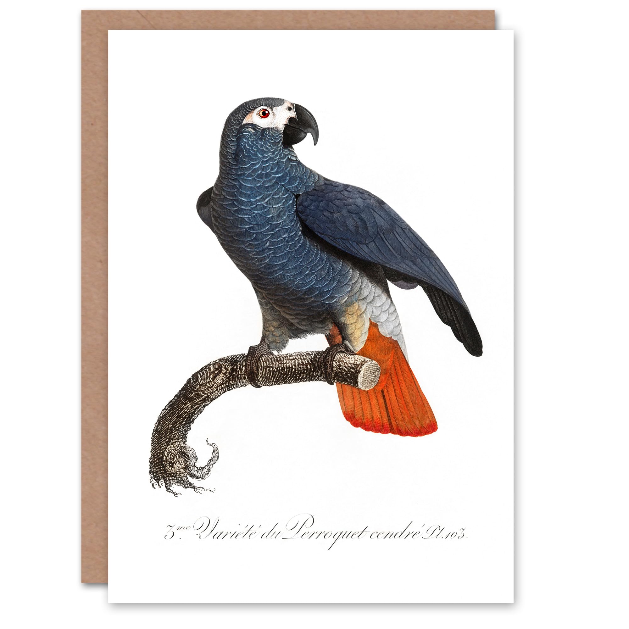Artery8 Francois Levaillant Art Card The Grey Parrot Illustration