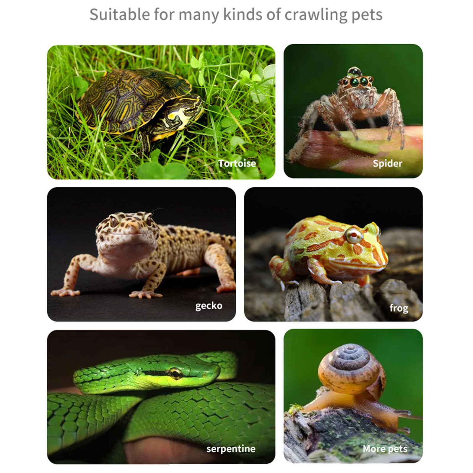 Baignoire pour Reptiles - Bac à Eau avec Rampe pour Lézards et Tortues - Bassin pour Reptiles