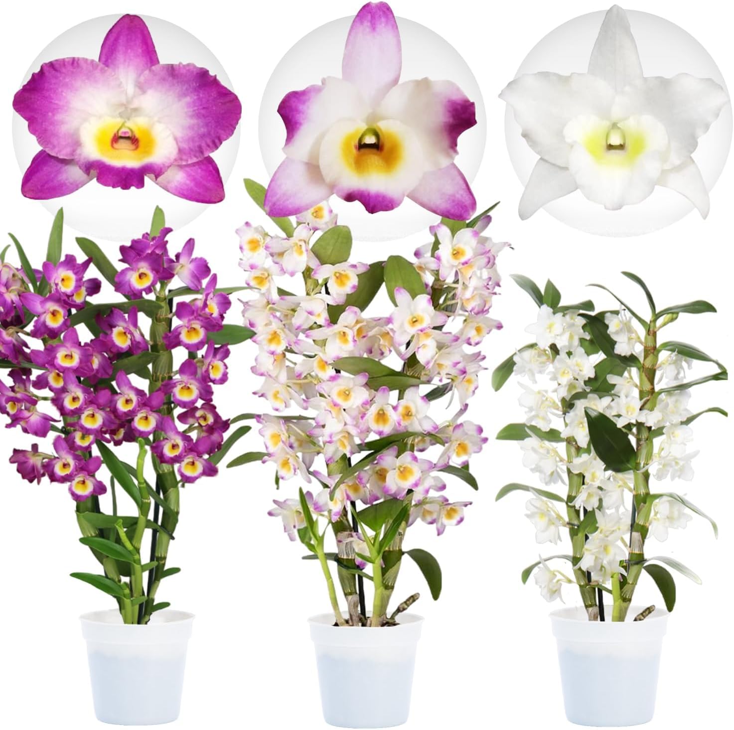 Colección de orquídeas de Bambus Dendrobium Nobile, 3 plantas grandes reales de interior de Holanda, de 30-40 cm de altura, florecientes y fragantes